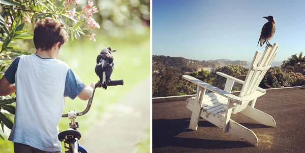 Rescued Magpie Becomes Lifelong Friend With The Family That Saved Her Life (27 Photos)