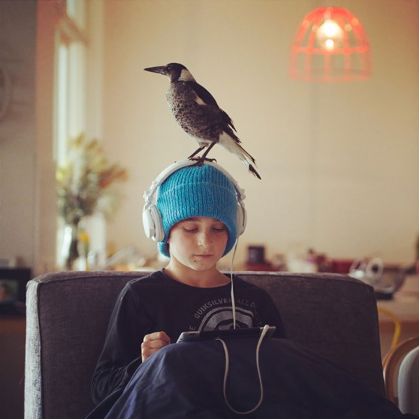 Rescued Magpie Becomes Lifelong Friend With The Family That Saved Her Life (27 Photos)