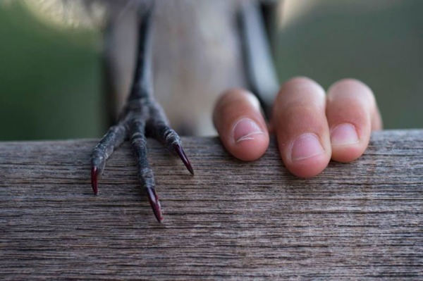 Rescued Magpie Becomes Lifelong Friend With The Family That Saved Her Life (27 Photos)