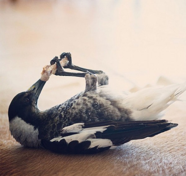 Rescued Magpie Becomes Lifelong Friend With The Family That Saved Her Life (27 Photos)