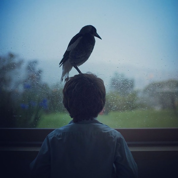 Rescued Magpie Becomes Lifelong Friend With The Family That Saved Her Life (27 Photos)