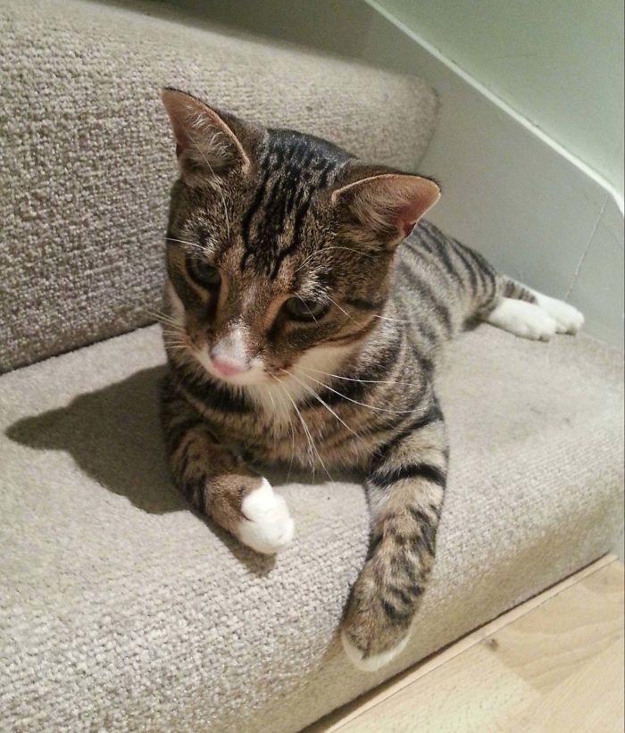 The Cat Returns... After 2 Years!!!!
received Call From Vet This Morning "We Have Your Cat!" My Cat Hicks Went Missing 2 Yrs Ago! Suspect He Was Scared Off By Local Kids. Watched As He Recalled The House, Now Sitting Here Healthy Affectionate, Purring. What A Day! Tip.. Get Your Cat Chipped!