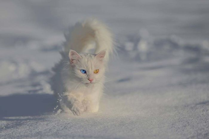 Van Kittens Are Initially Born With Pale Blue Eyes, Which Change To A Deeper Blue Or Amber As They Grow Older. Occasionally, You’ll Also See A Van With One Amber Eye And One Blue Eye, Or Two Blue Eyes Of Different Hues