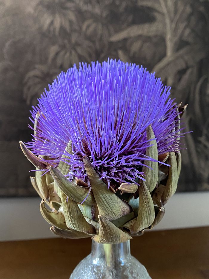 This Is What Happens If I Do Not Eat An Artichoke Right Away