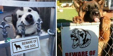 Beware of the Dog - Cute