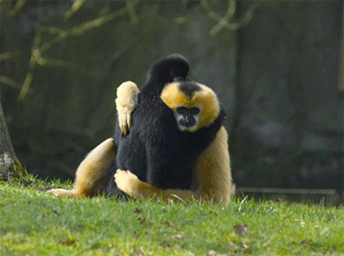 Gibbons Are One Of The Only Non-Human Primates Which Practice Monogamy. Both Parents Play A Vital Role In Raising Of Their Young
