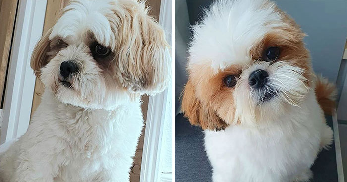 Lhasa Apso & Shih Tzu