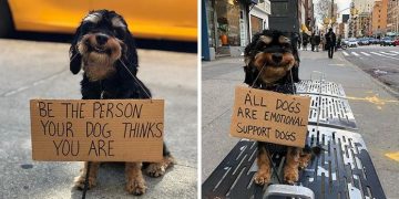 Dog with Sign