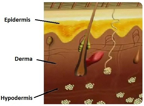 Epidermis - Derma - Hair Structure