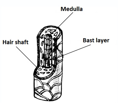 Hair Structure